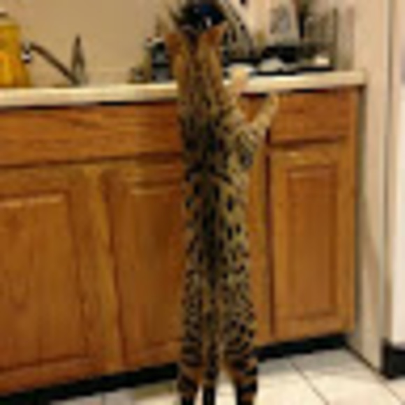 Meet your Posher, David - Picture 1 of 1